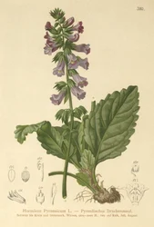 Drachenmaul (Horminum Pyrenaicum)